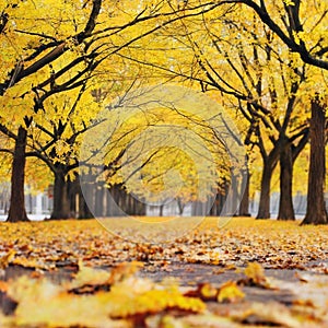 Autumn ginkgo biloba trees on both sides of a path. photo