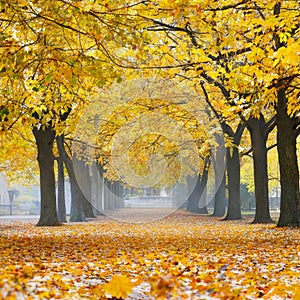 Autumn ginkgo biloba trees on both sides of a path. photo