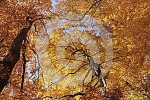 Autumnal beech forest