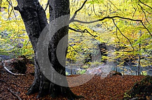 Autumnal beech trees on the Urederra Riber Natural Reserve. photo