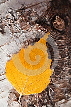 Autumnal birch leaf