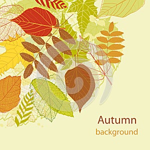 Autumnal bright leaf background vector