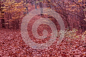 Autumnal bushes in forest.