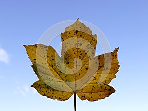 Autumnal colored maple leaf in backlite on a blue sky