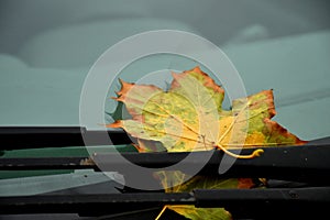 Autumnal colored maple leaf on windshield wipers