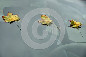 Autumnal colored maple leaves on a windshield