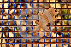 Autumnal colored oak leaf on a blue grid of a seat