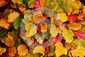 Autumnal Colorful Leaves