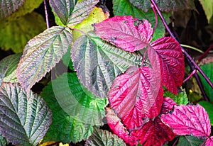 Autumnal colorful leaves of blackberries