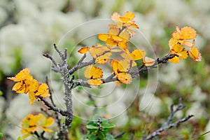 Autumnal colorful leaves of Dwarf Birch Betula nana, Norway