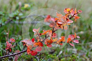 Autumnal colorful leaves of Dwarf Birch Betula nana, Norway