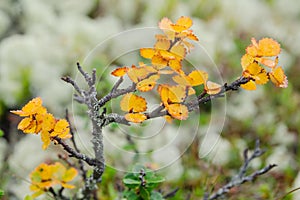 Autumnal colorful leaves of Dwarf Birch Betula nana, Norway photo