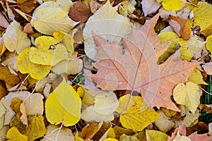 Autumnal colorful leaves on the ground.