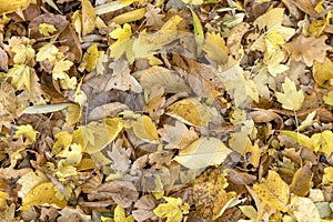 Autumnal colorful leaves of maple trees. Full frame