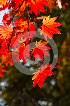 Autumnal colorful leaves in Shiretoko