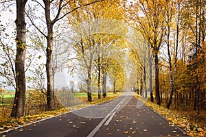 Autumnal colorful road