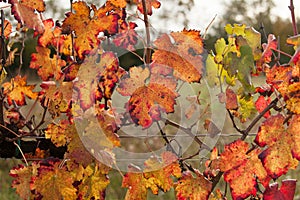 Autumnal colors after the harvest in an Italian vineyard