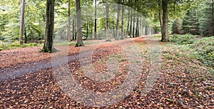 Autumnal colors in the wood