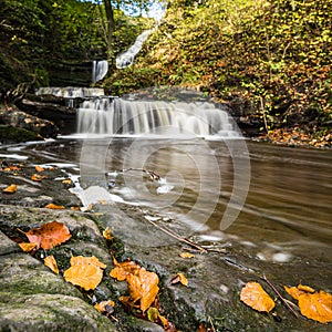 Autumnal coloured leaves by Scaleber Force