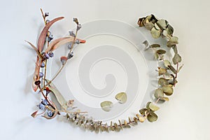 Autumnal composition of dry eucalyptus leaves . Frame of plants, flat lay, copy space