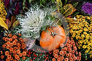 Autumnal composition of flowers and pumpkin.