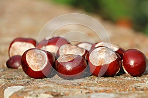 Autumnal conker collection from a forest.