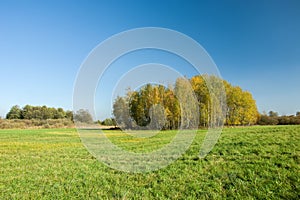 Autumnal copse and green meadow