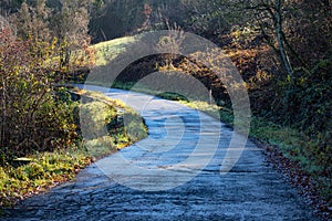 Autumnal country road with colorful trees and grass in the background