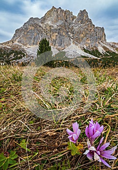 Autumnal crocus flowers  near Falzarego Pass, Italy Dolomites