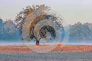 Autumnal dawn over rural meadows.