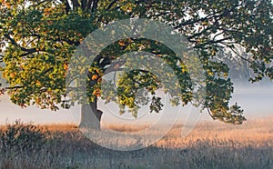 Autumnal dawn over rural meadows.