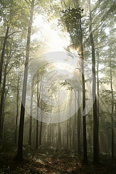 autumnal deciduous forest in the sunshine foggy weather branches of beech trees backlit by morning sun dense fog and sunlight