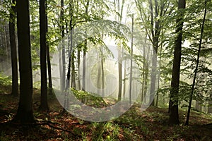 autumnal deciduous forest in the sunshine foggy weather branches of beech trees backlit by morning sun dense fog and sunlight