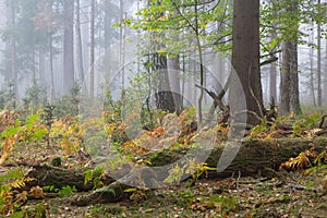 Autumnal deciduous stand with dead tree