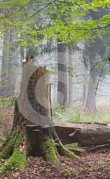 Autumnal deciduous stand with dead tree stump