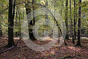 Autumnal deciduous stand with rotting wood