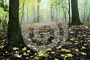 Autumnal deciduous temperate forest