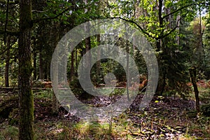 Autumnal deciduous tree stand with moss and broken trees