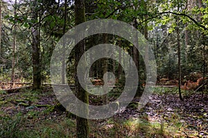 Autumnal deciduous tree stand with moss and broken trees