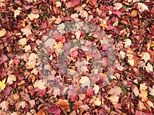 Autumnal defoliation. Cover of maple red leaves on the earth photo