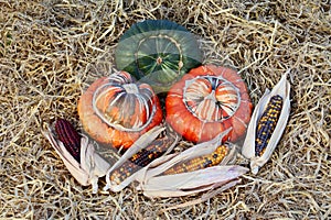 Autumnal display of Turks Turban gourds and ornamental sweetcorn