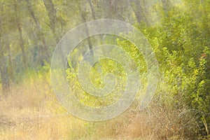 autumnal dreamy image of forest at sunset light