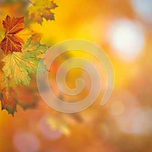 Autumnal fall. Beautiful seasonal backgrounds