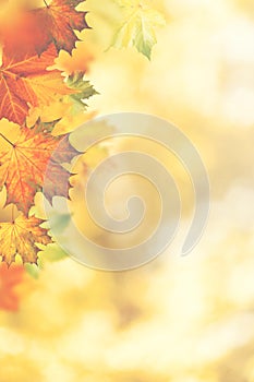 Autumnal fall. Beautiful seasonal backgrounds