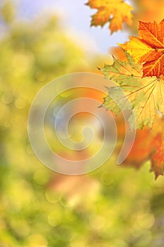 Autumnal fall. Beautiful seasonal backgrounds