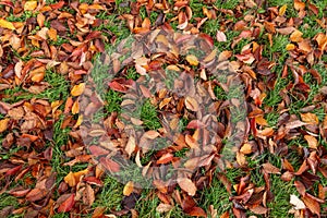 Autumnal fallen brown beech leaves on green grass. Background.