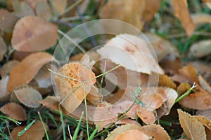 Autumnal fallen leaves on green grass closeup view with selective focus on foreground