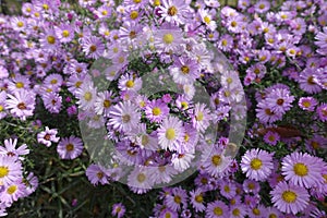 Autumnal florescence of pink Michaelmas daisy