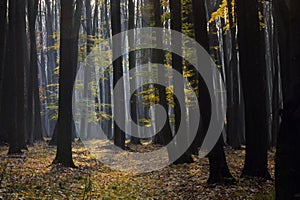 Autumnal Foggy Forest in Romania