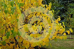 Autumnal foliage of cercis canadensis